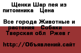 Щенки Шар пея из питомника › Цена ­ 25 000 - Все города Животные и растения » Собаки   . Тверская обл.,Ржев г.